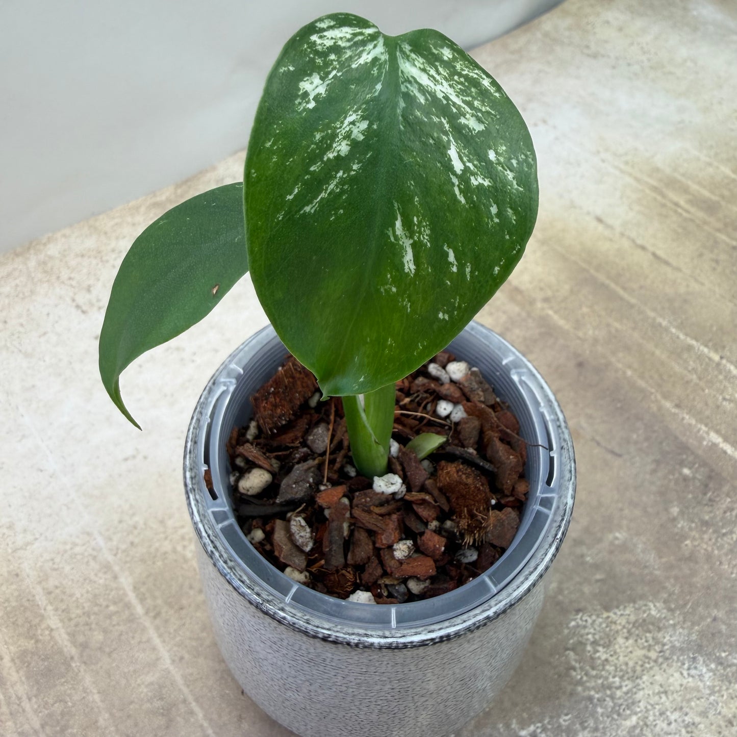 Monstera Devil Monster