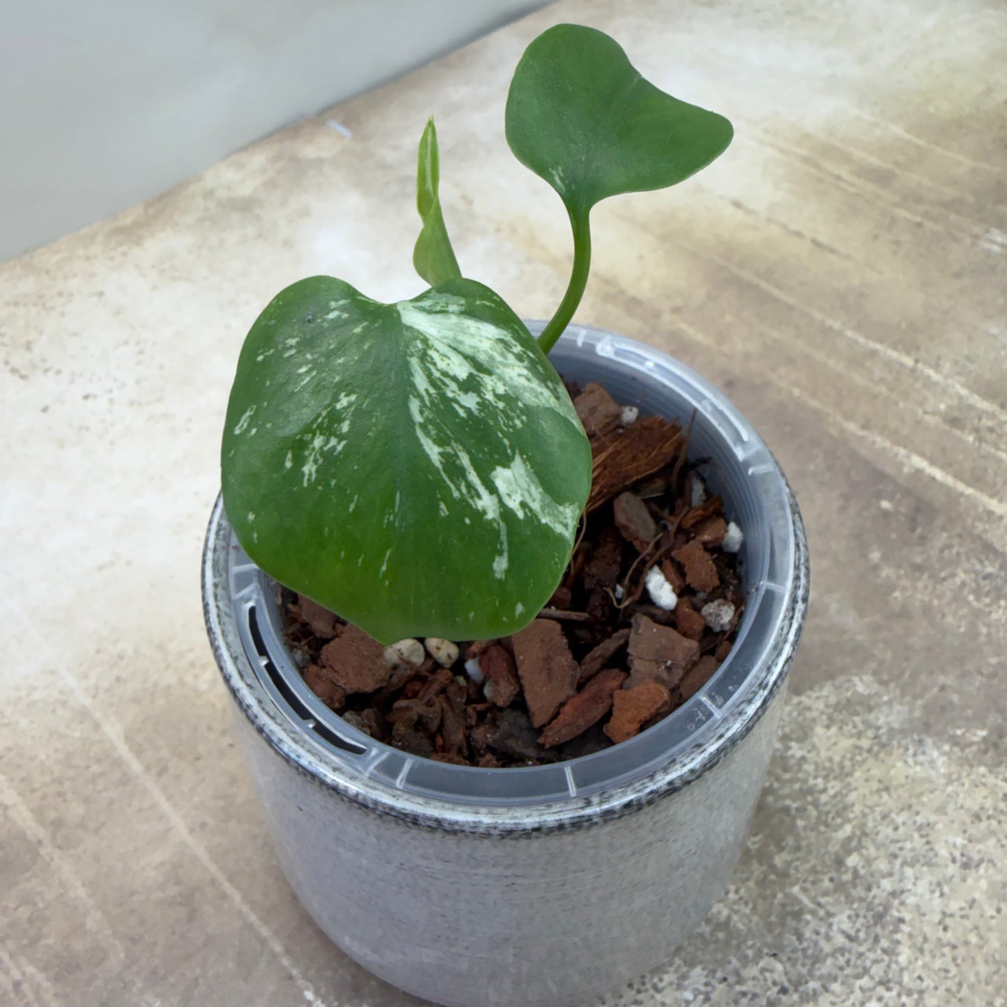 Monstera Devil Monster