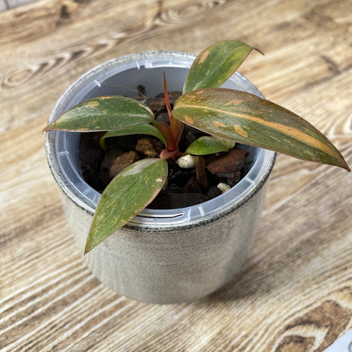Philodendron Orange Princess