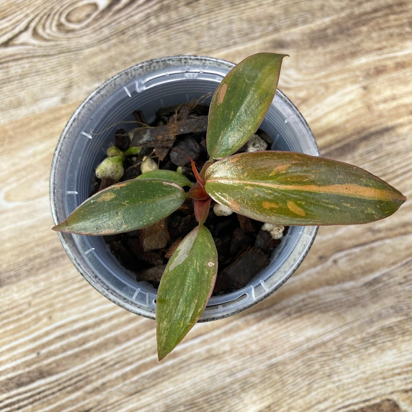 Philodendron Orange Princess