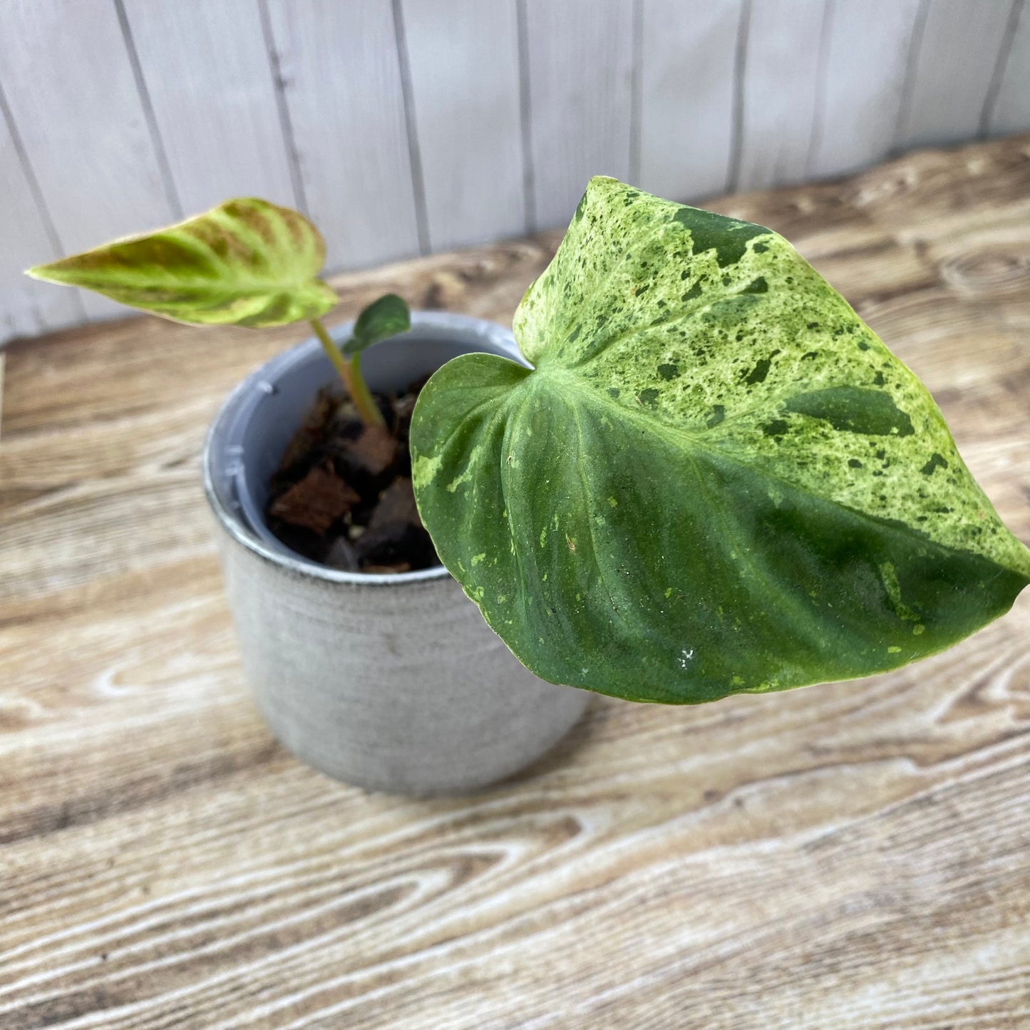 Philodendron Verrucosum Variegated - K