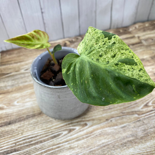 Philodendron Verrucosum Variegated - K