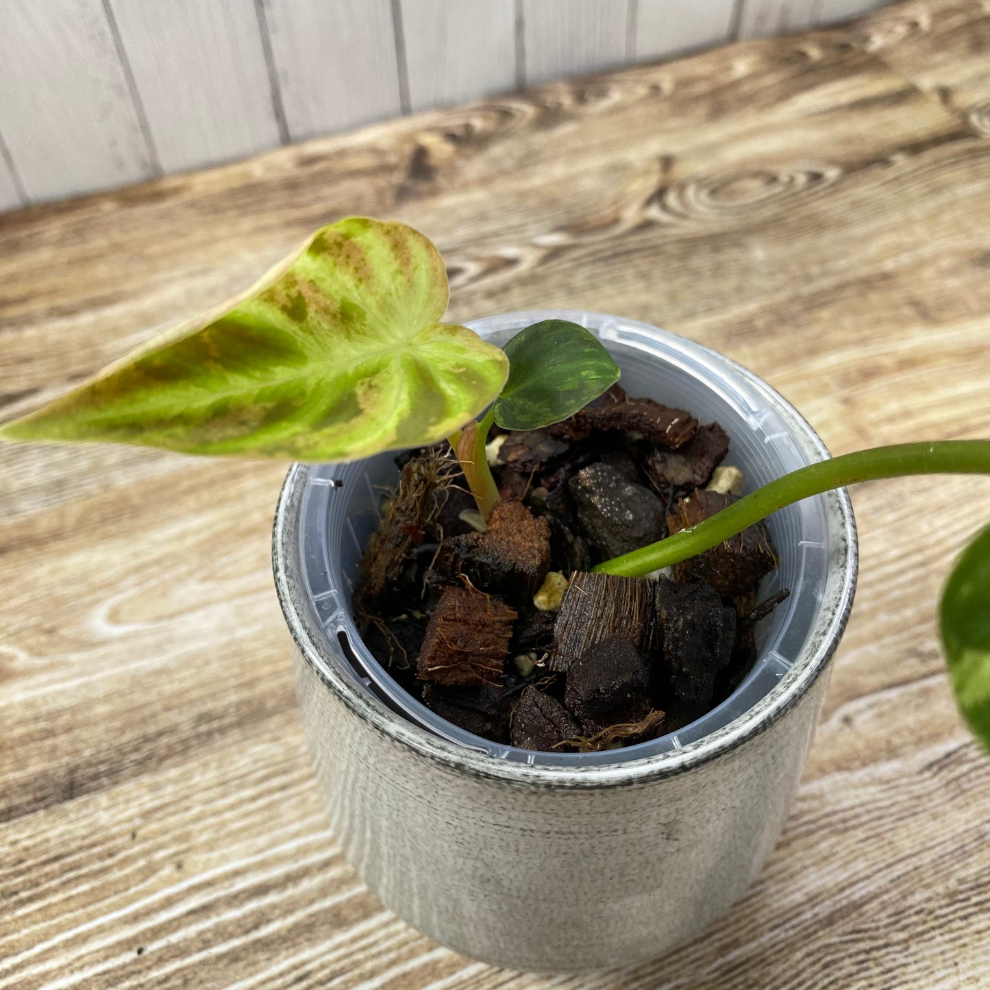 Philodendron Verrucosum Variegated - K