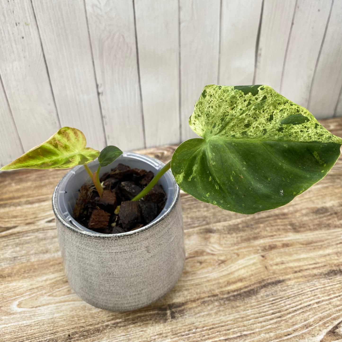Philodendron Verrucosum Variegated - K