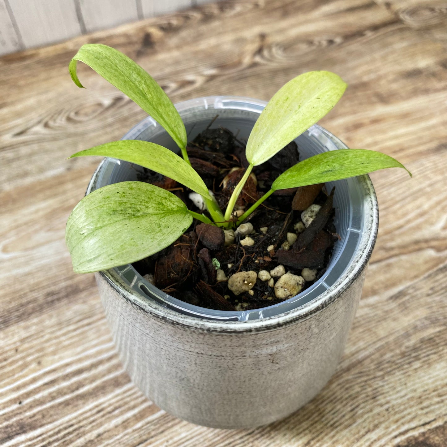 Philodendron Whipple Way - C
