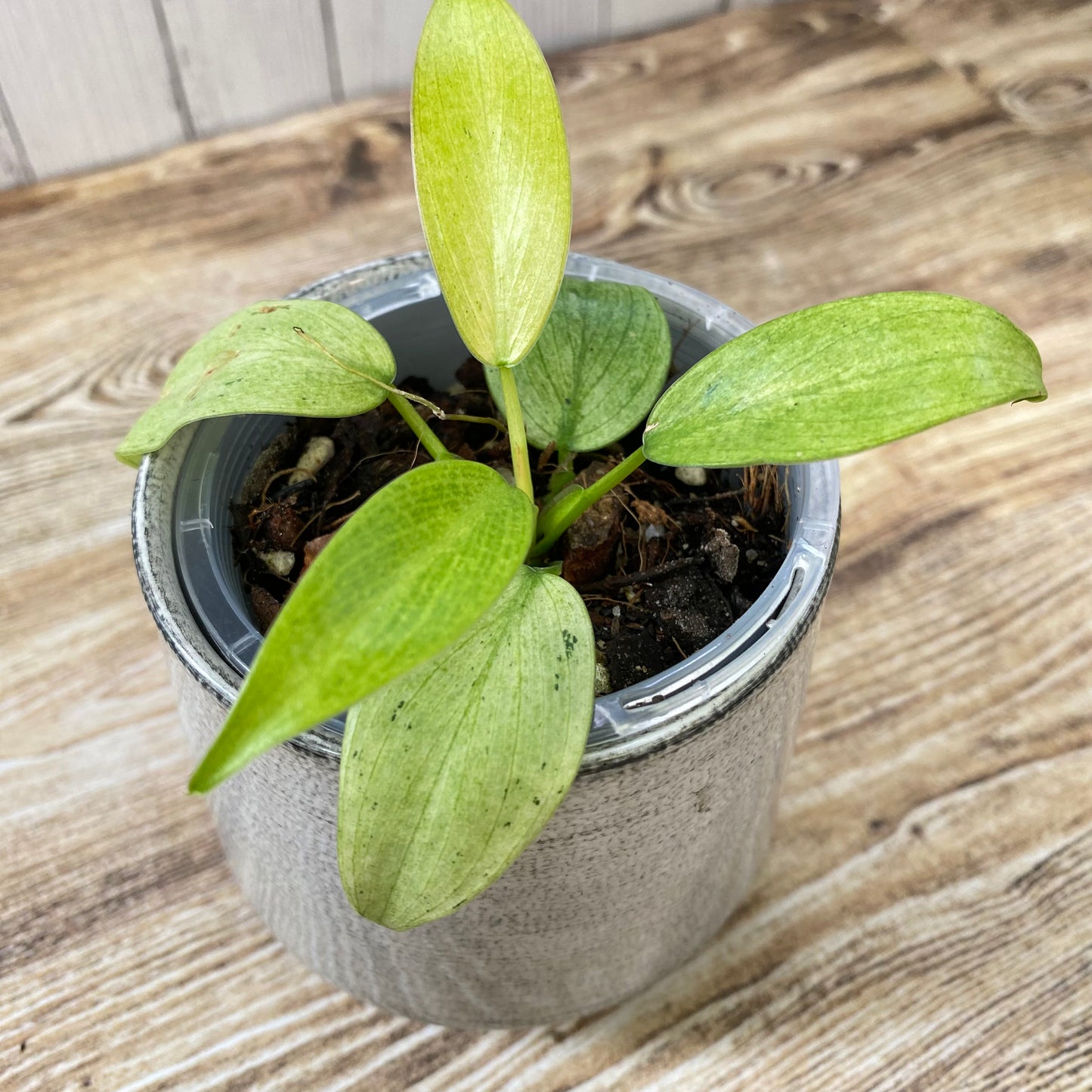 Philodendron Whipple Way - D