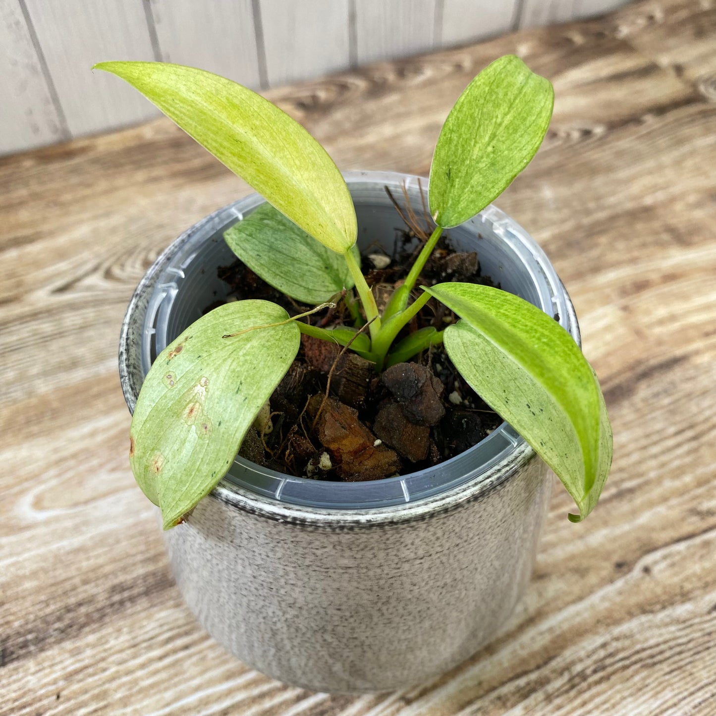 Philodendron Whipple Way - D