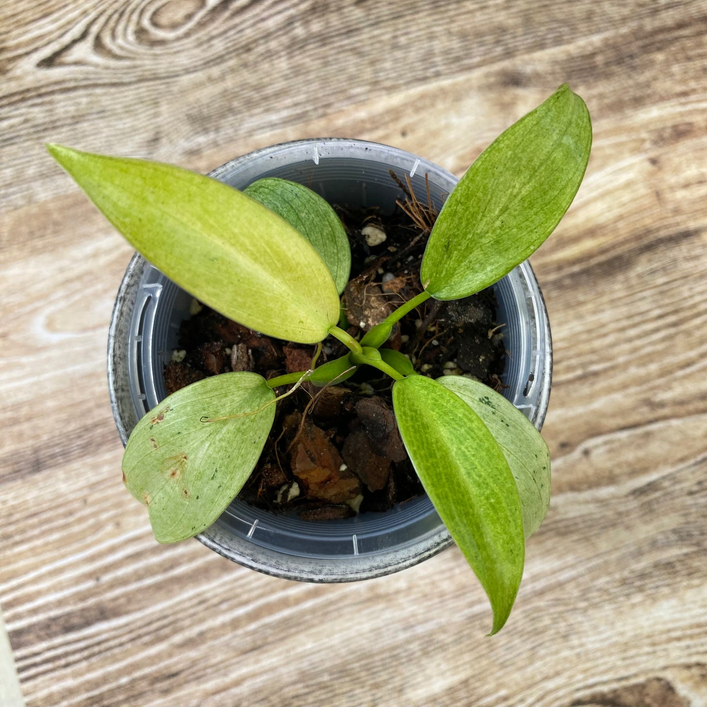 Philodendron Whipple Way - D