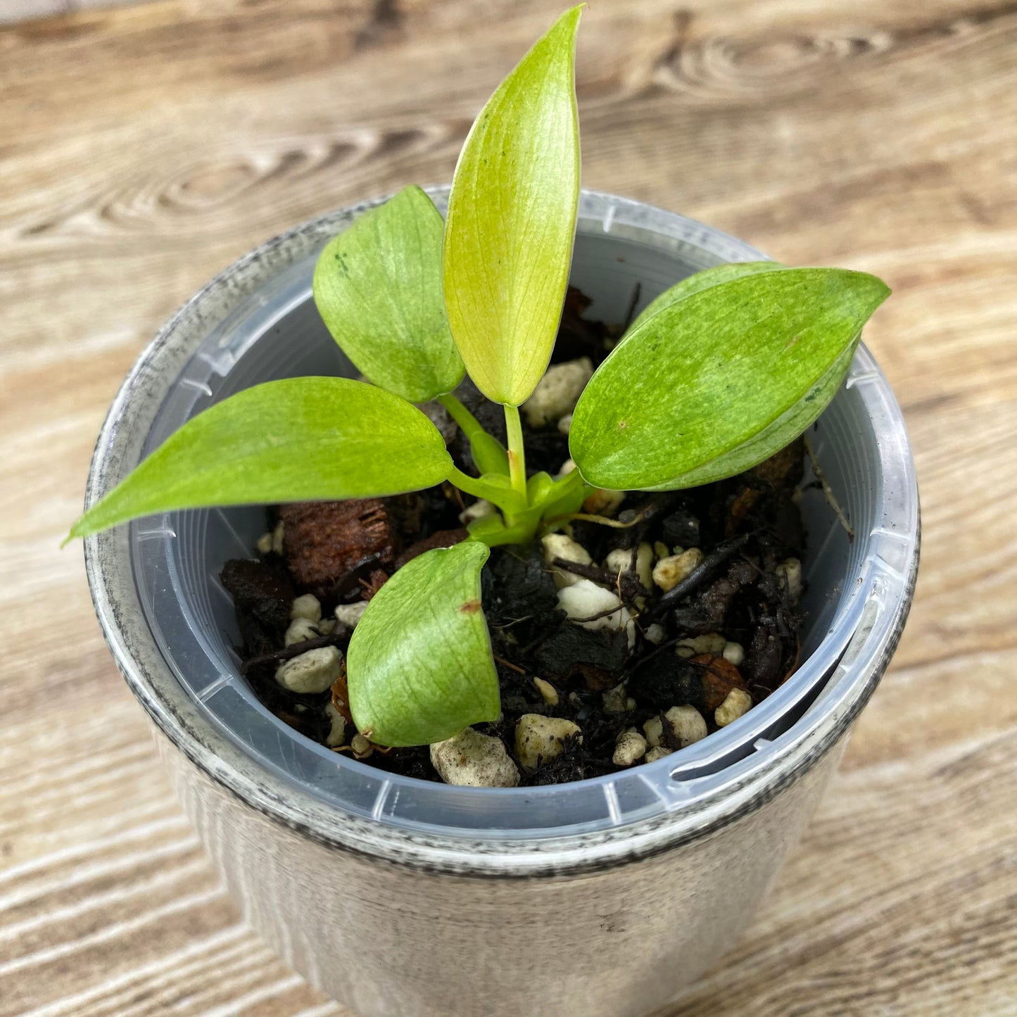 Philodendron Whipple Way - E