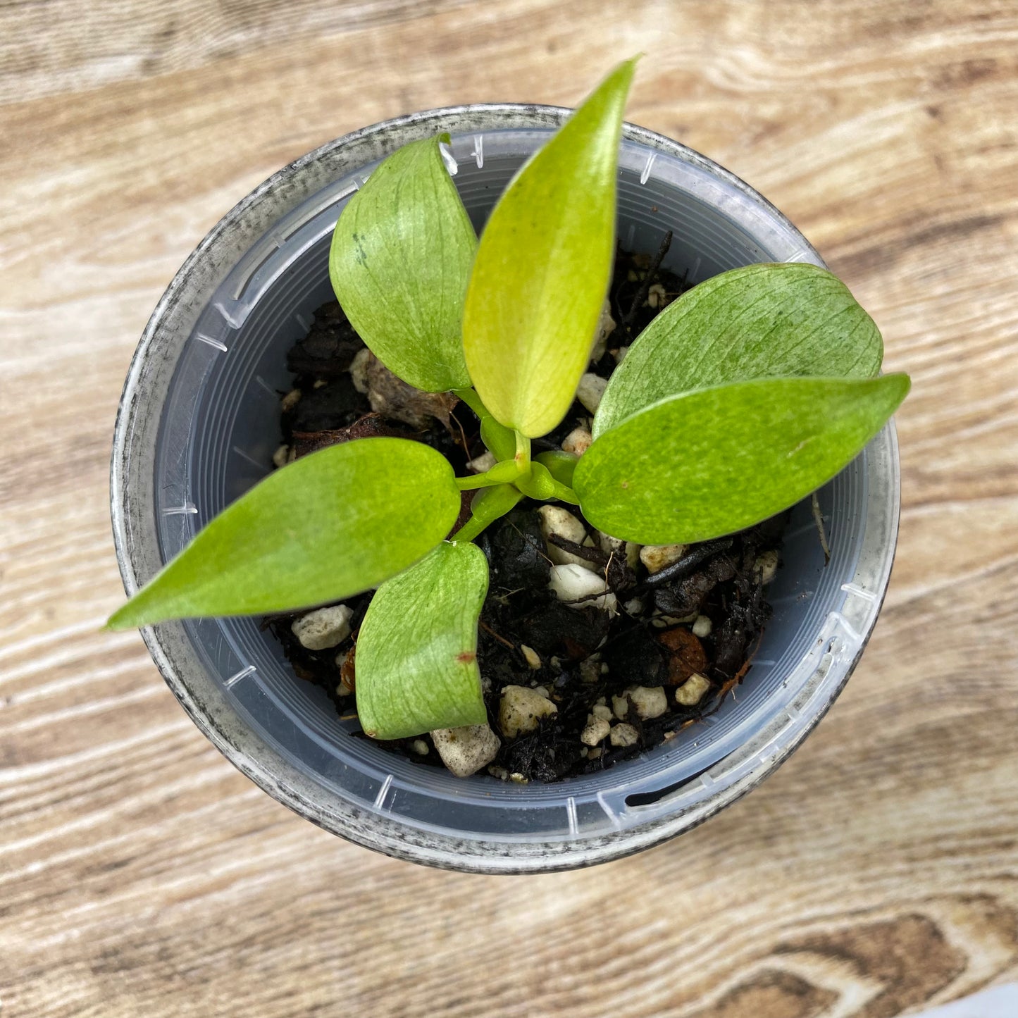 Philodendron Whipple Way - E