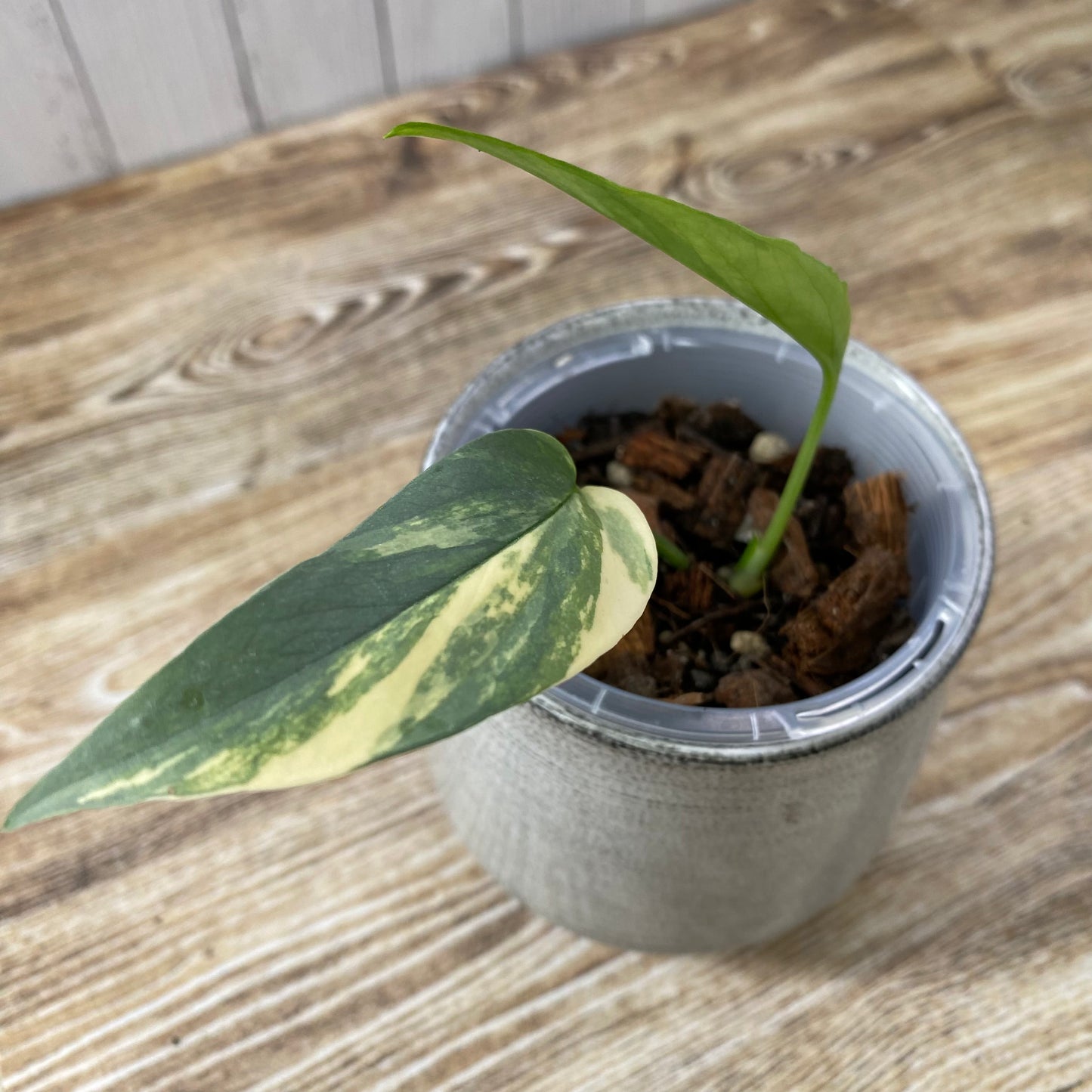 Epipremnum Pinnatum Cebu Blue Aurea