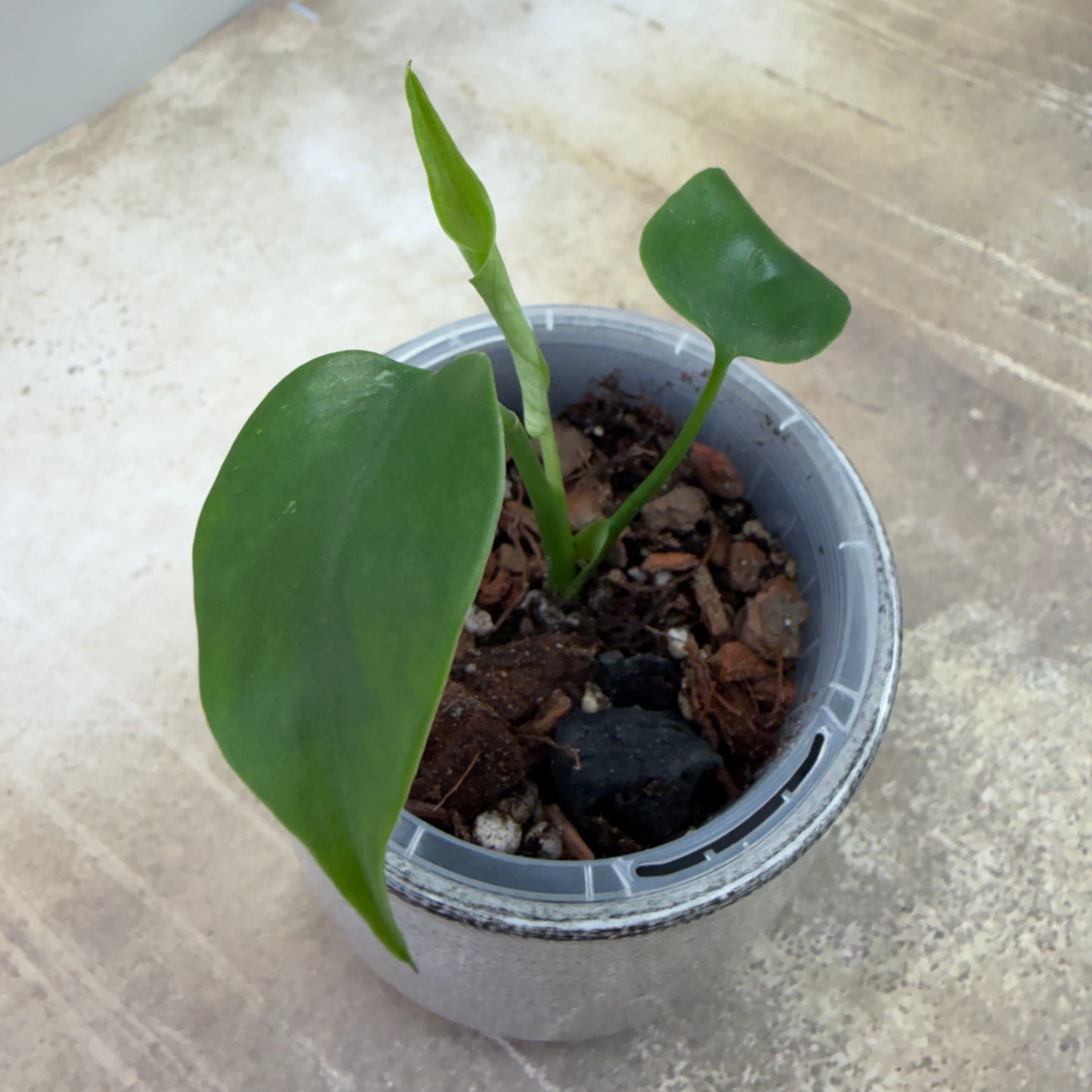 Monstera Devil Monster