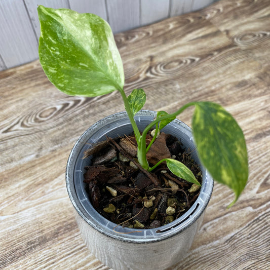 Monstera Deliciosa Electrolyte