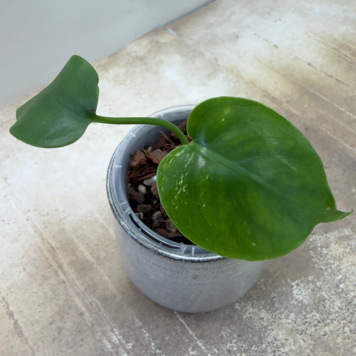 Monstera Devil Monster