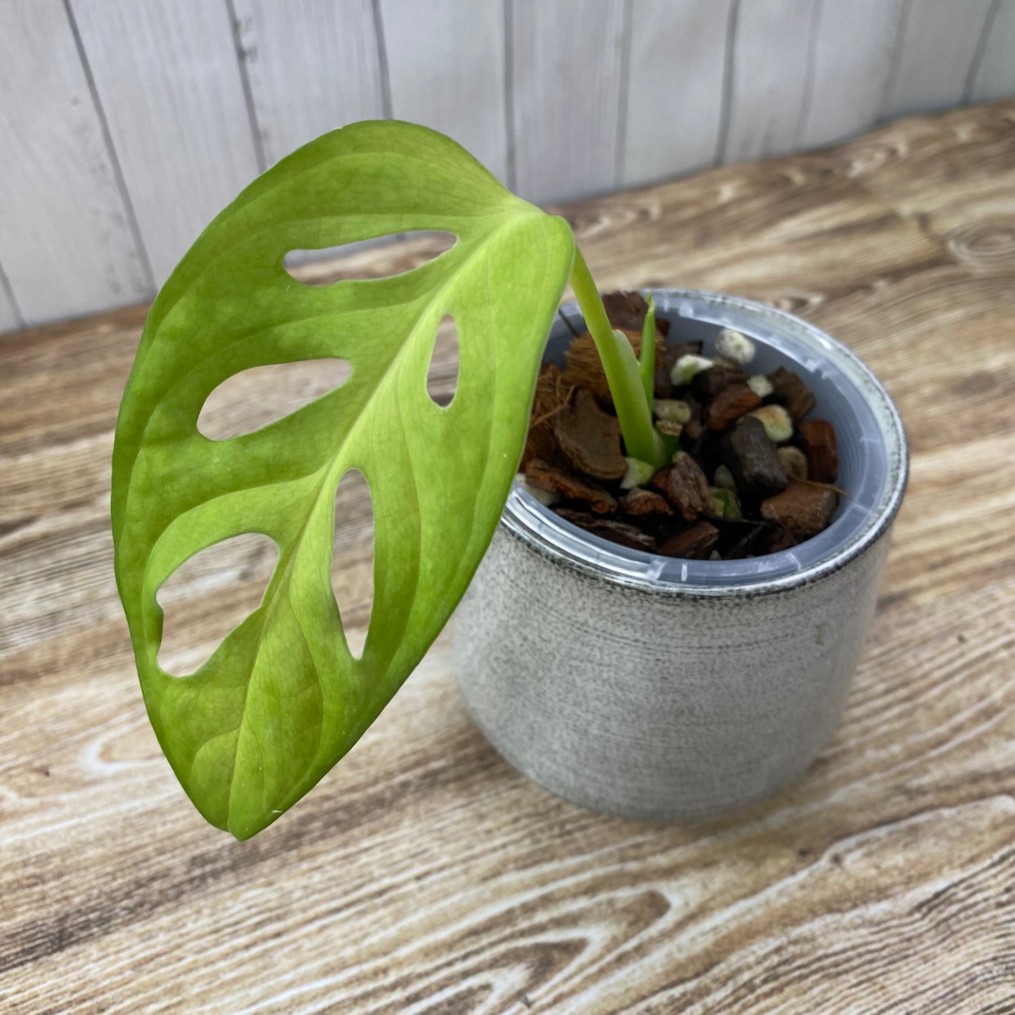 Monstera Acuminata