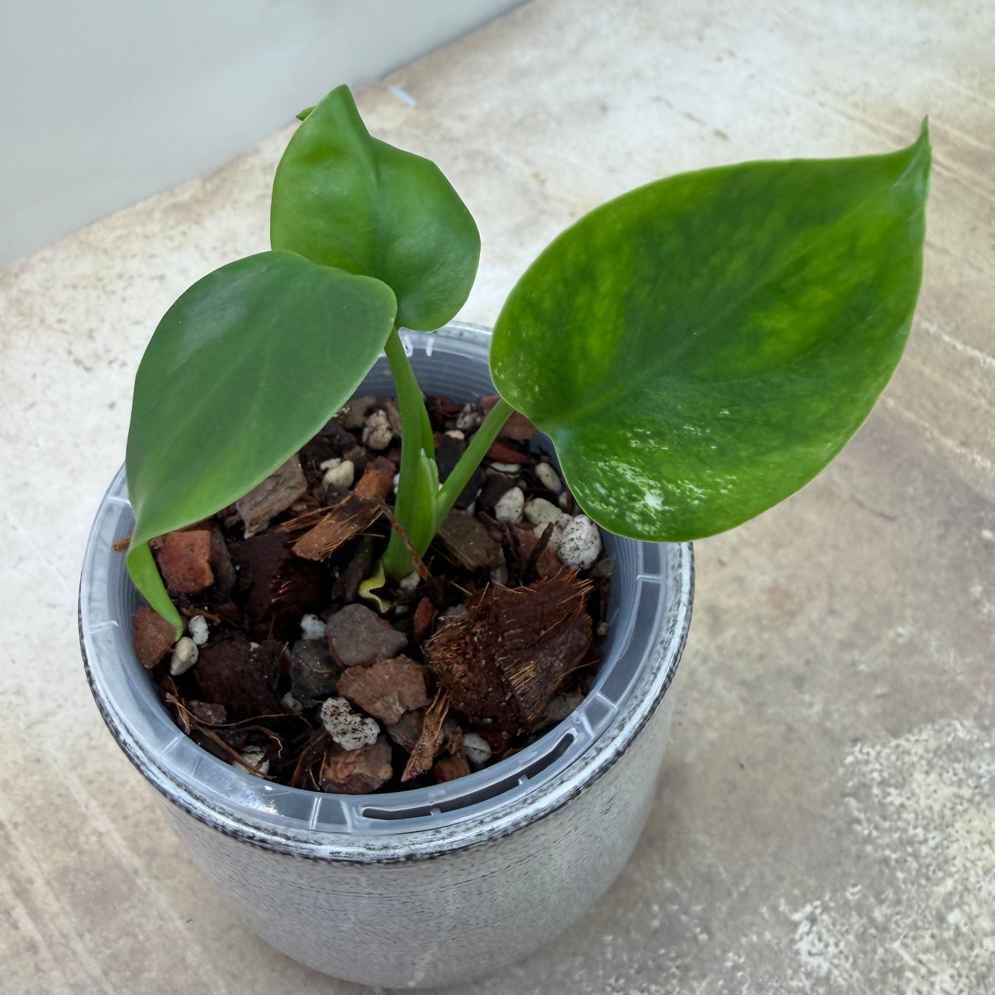 Monstera Devil Monster