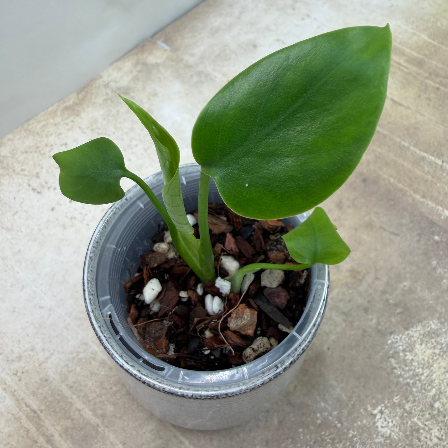 Monstera Devil Monster