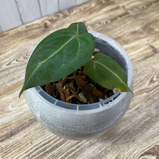 Anthurium Purple Crystallinum - B (TC)