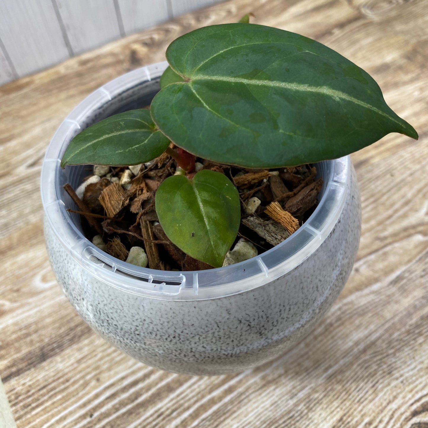 Anthurium Purple Crystallinum - B (TC)
