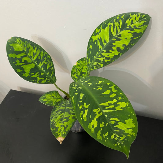Adelonema wallisii (Homalomena wallisii)