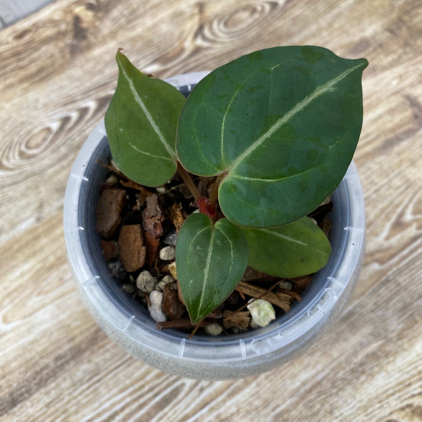 Anthurium Purple Crystallinum - B (TC)