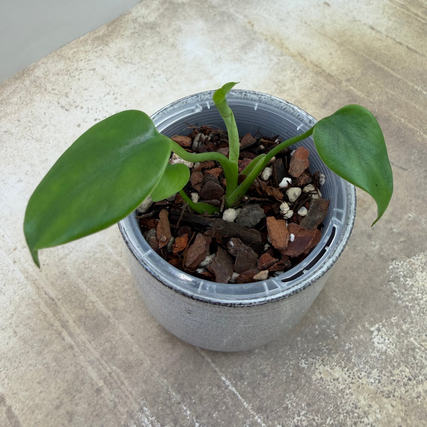 Monstera Devil Monster