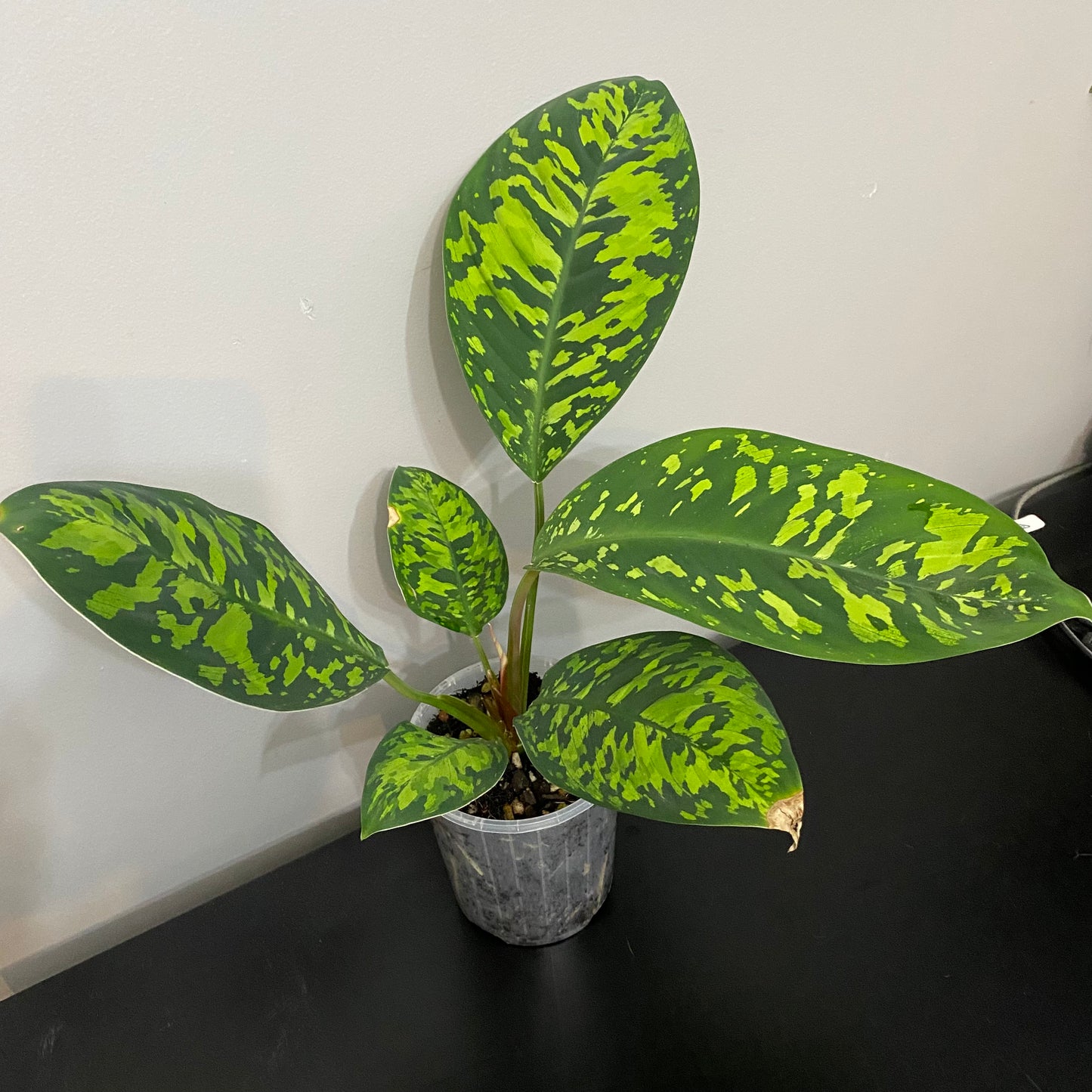Adelonema wallisii (Homalomena wallisii)