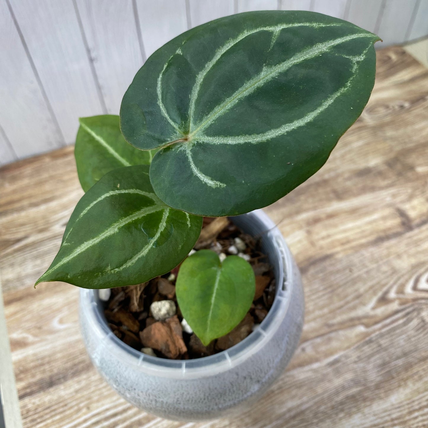 Anthurium Purple Crystallinum - C (TC)