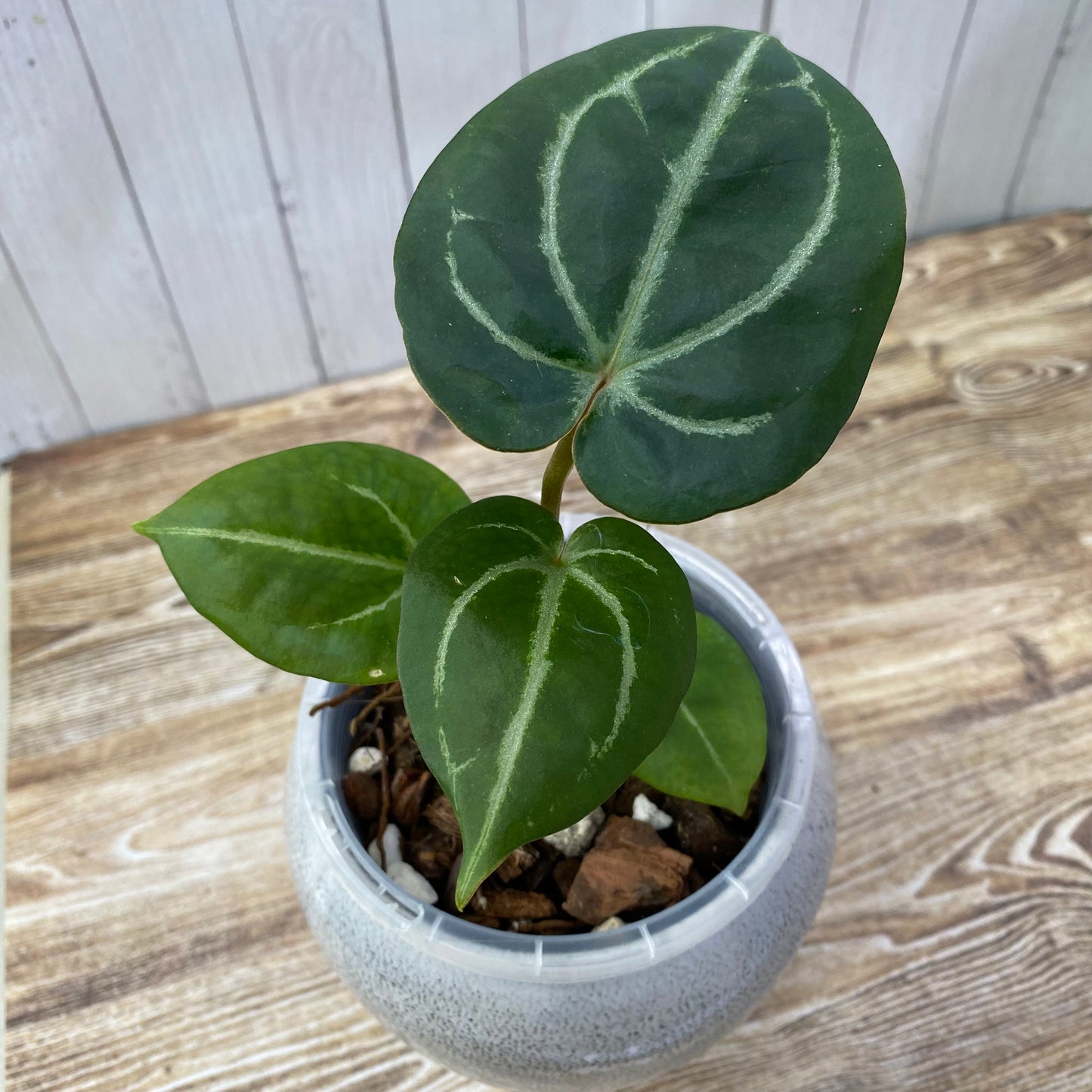 Anthurium Purple Crystallinum - C (TC)