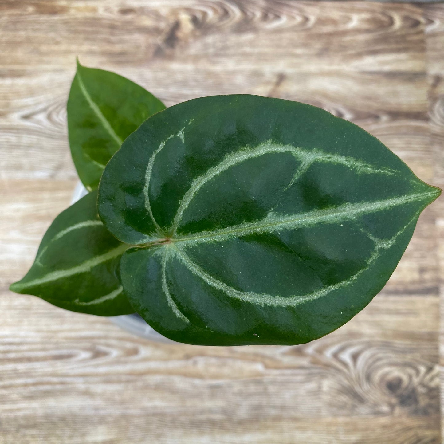 Anthurium Purple Crystallinum - C (TC)