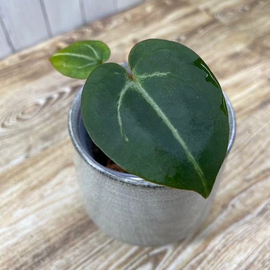 Anthurium Purple Crystallinum - D (TC)