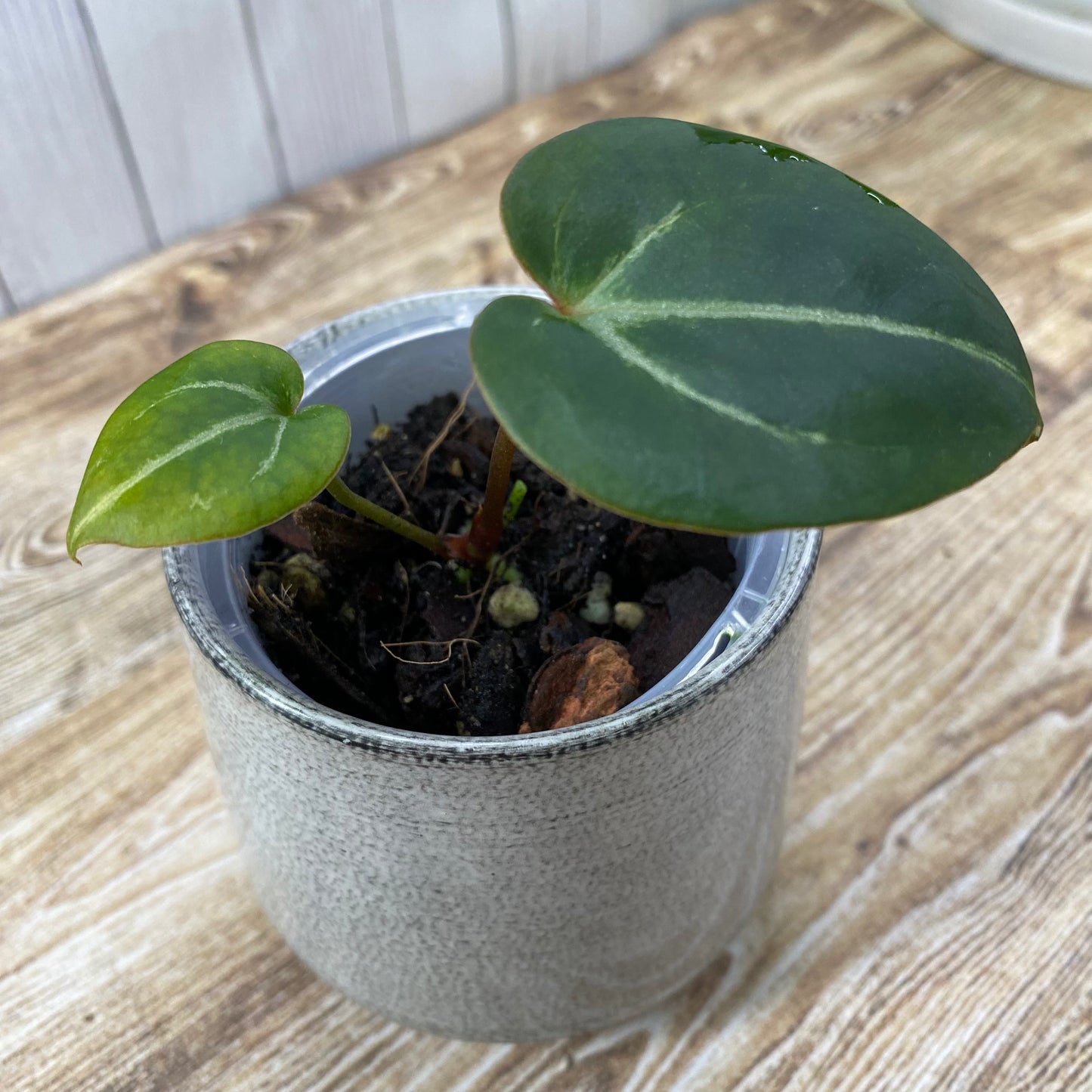 Anthurium Purple Crystallinum - D (TC)