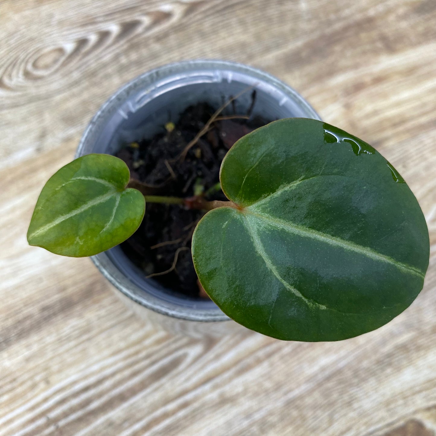 Anthurium Purple Crystallinum - D (TC)