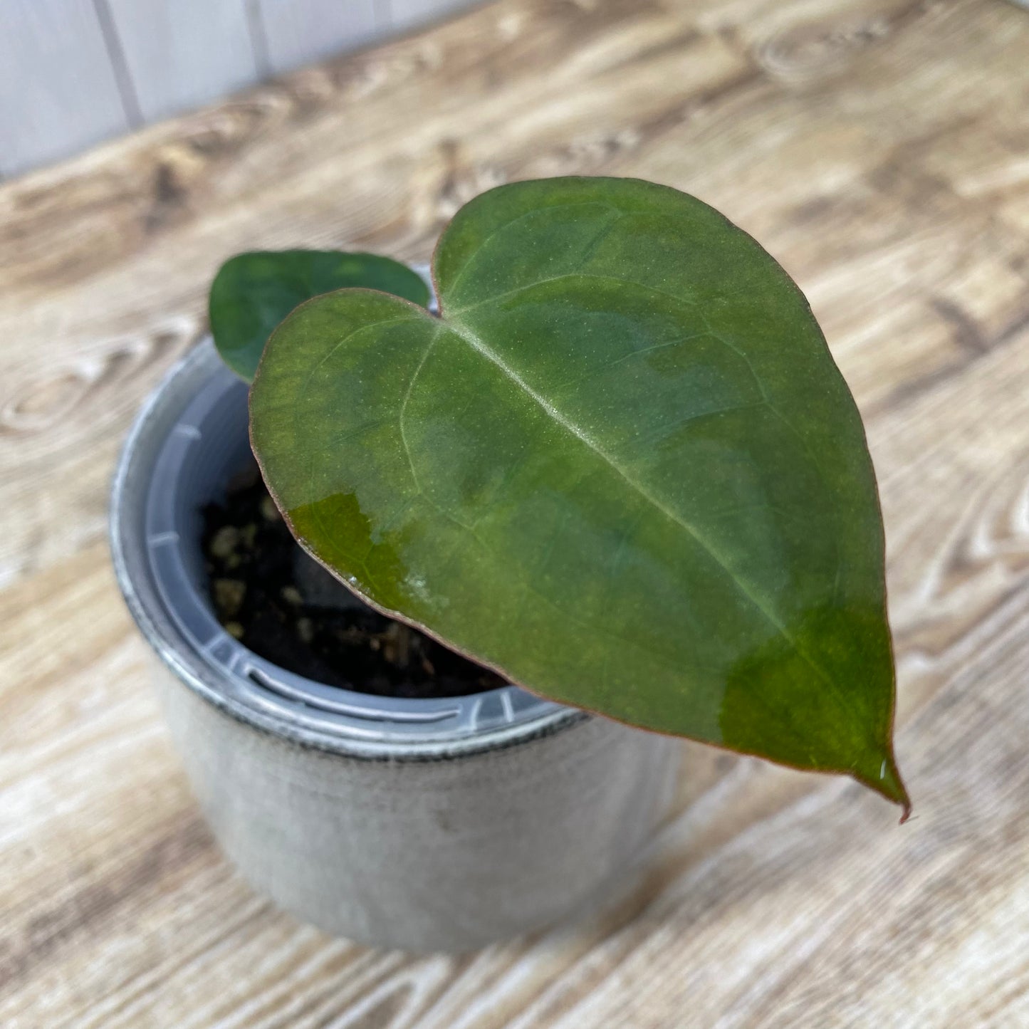 Anthurium Purple Crystallinum - E (TC)