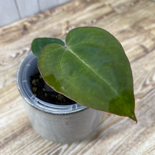 Anthurium Purple Crystallinum - E (TC)