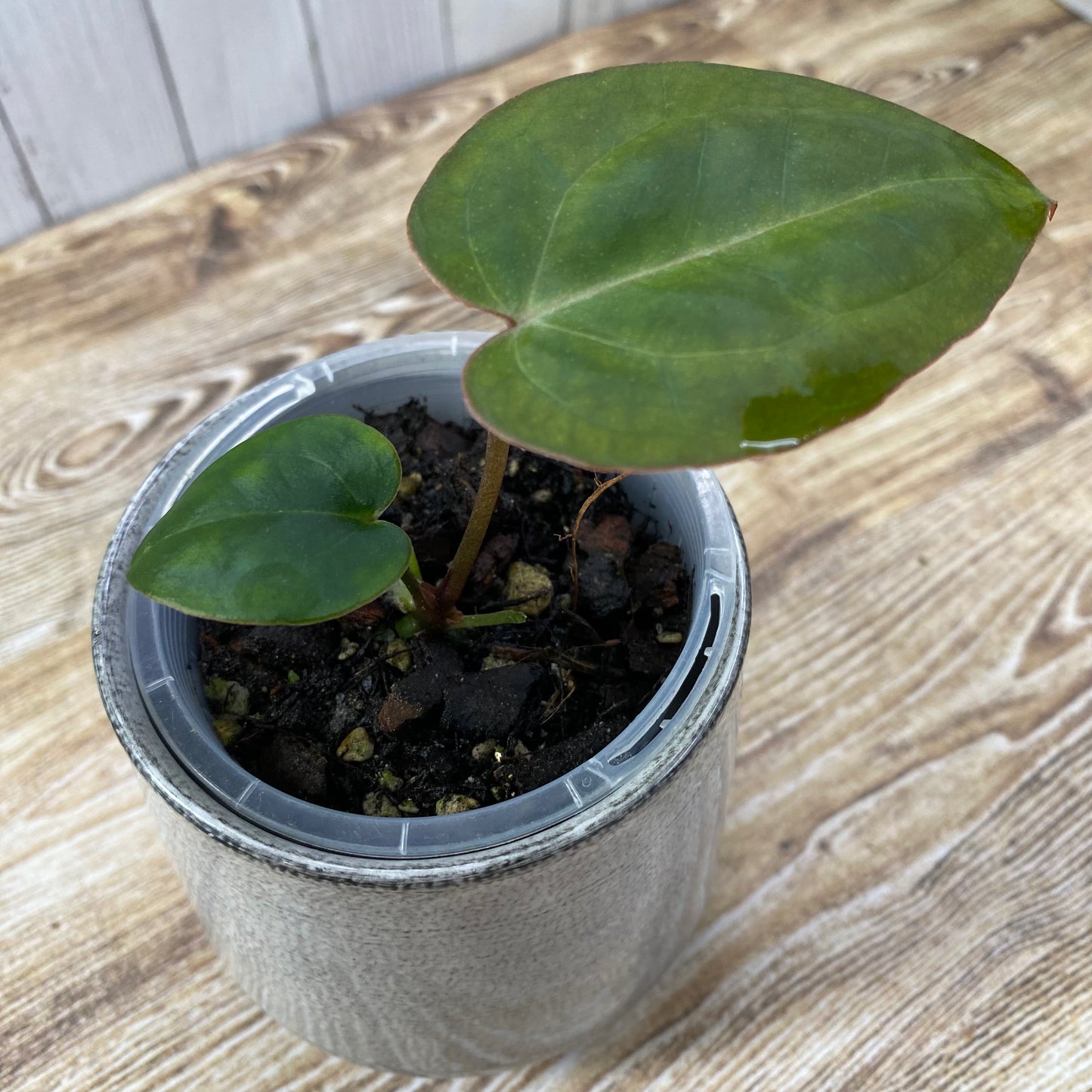 Anthurium Purple Crystallinum - E (TC)