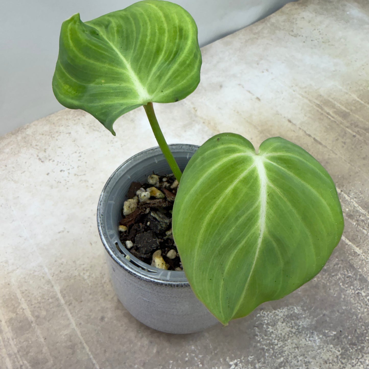Philodendron Pastazanum