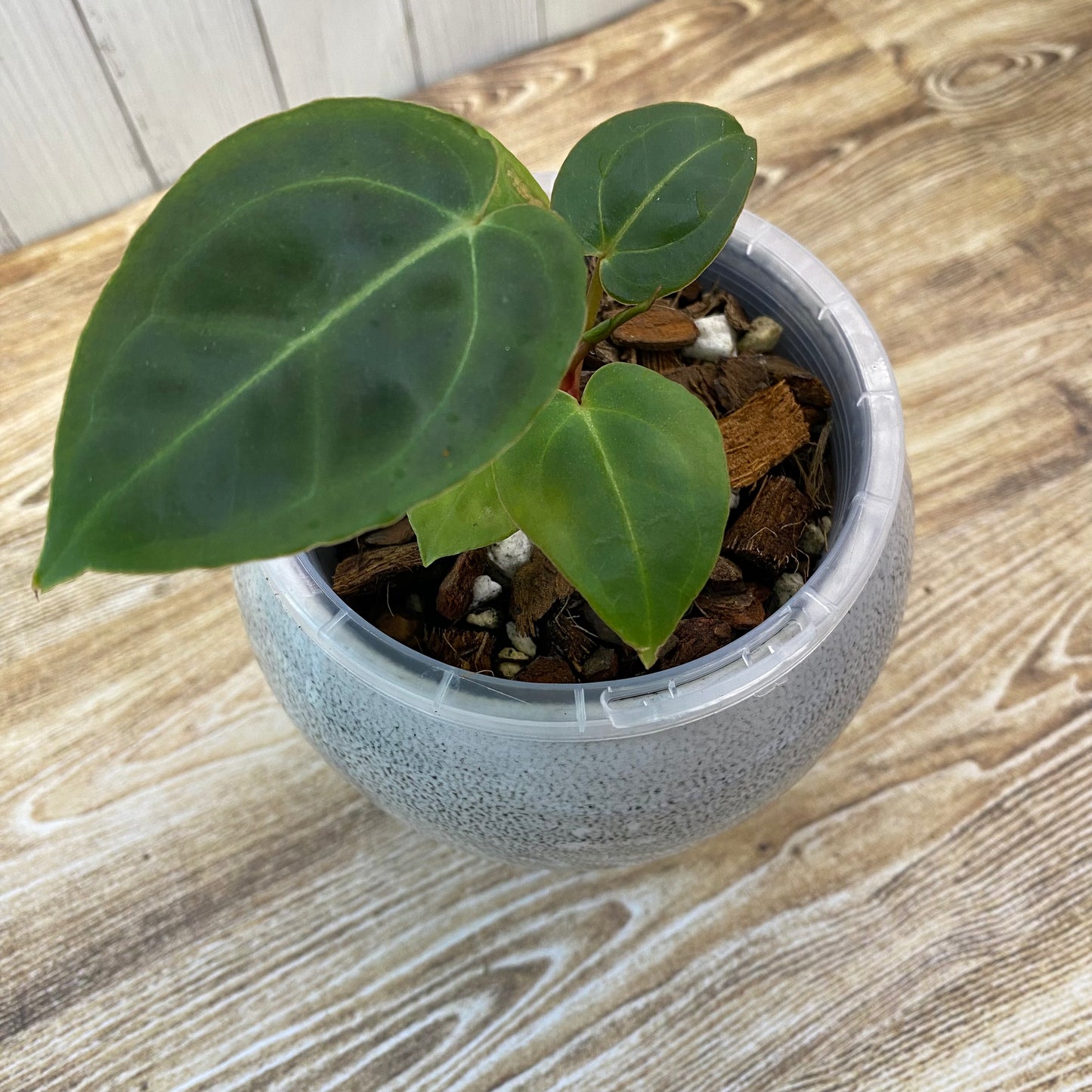 Anthurium Red Crystallinum - B (TC)