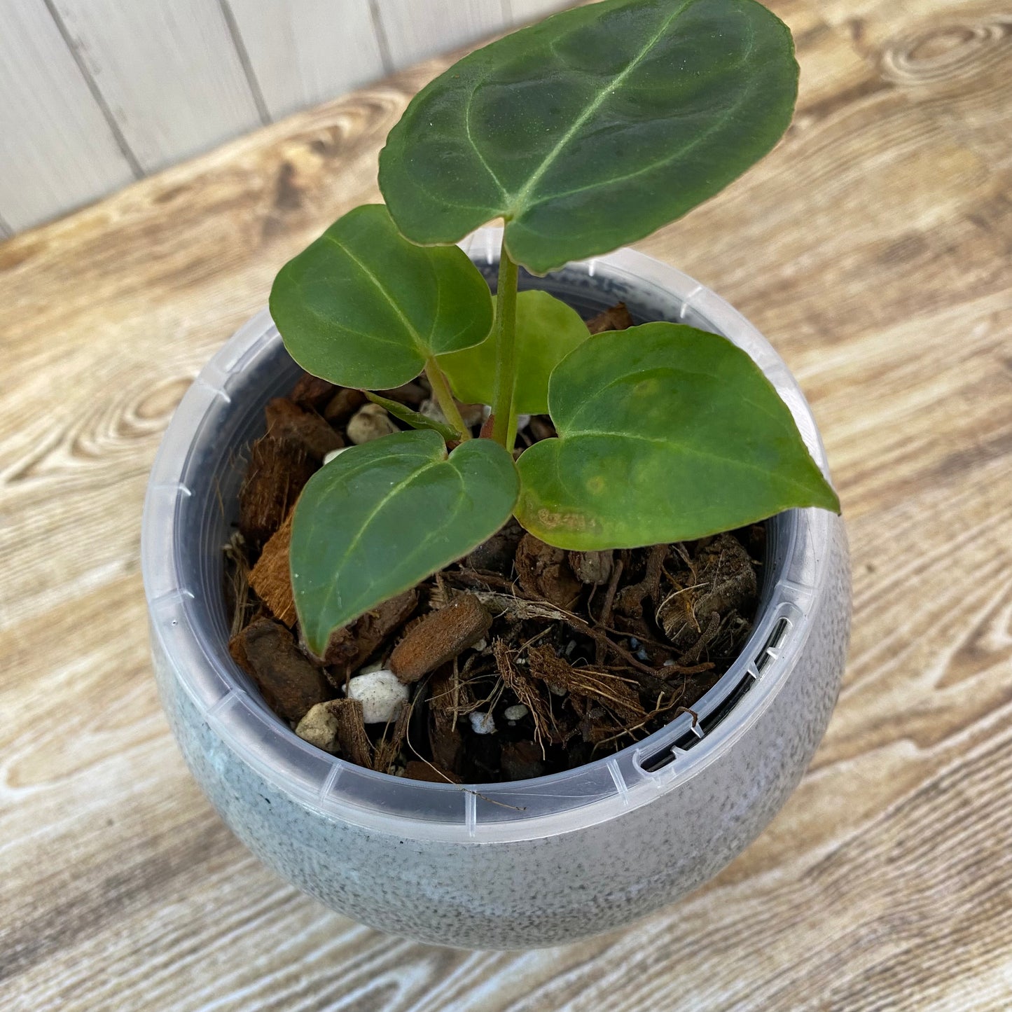 Anthurium Red Crystallinum - B (TC)