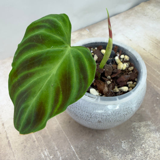 Philodendron Verrucosum