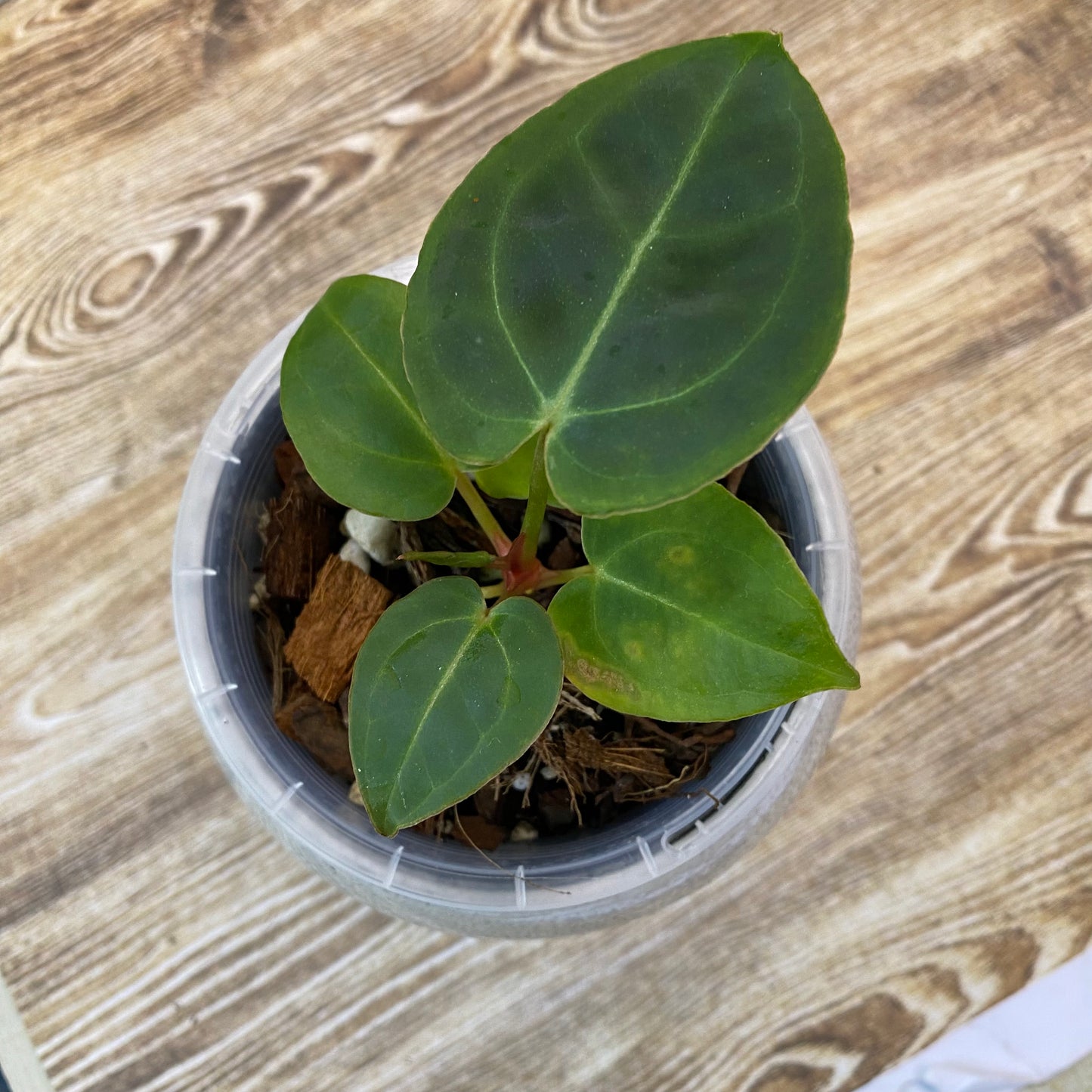 Anthurium Red Crystallinum - B (TC)