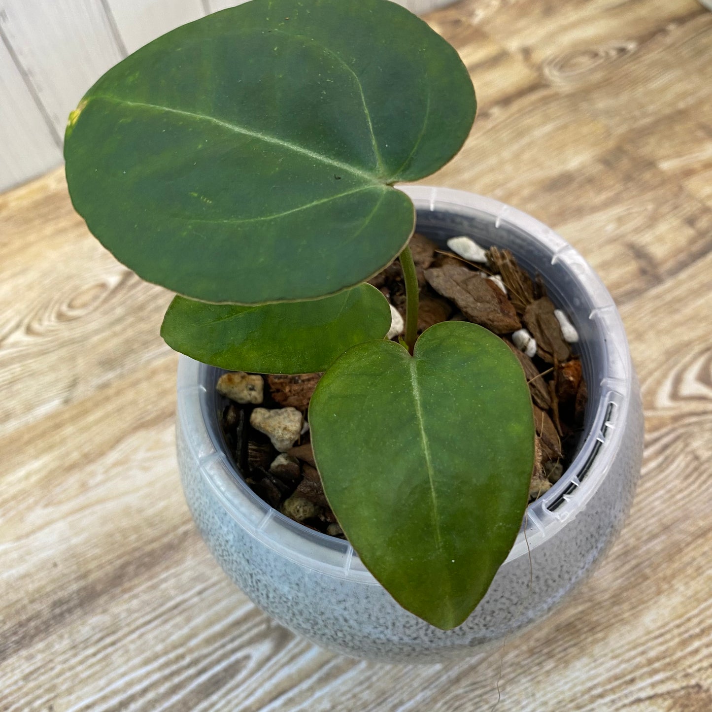 Anthurium Red Crystallinum - C (TC)