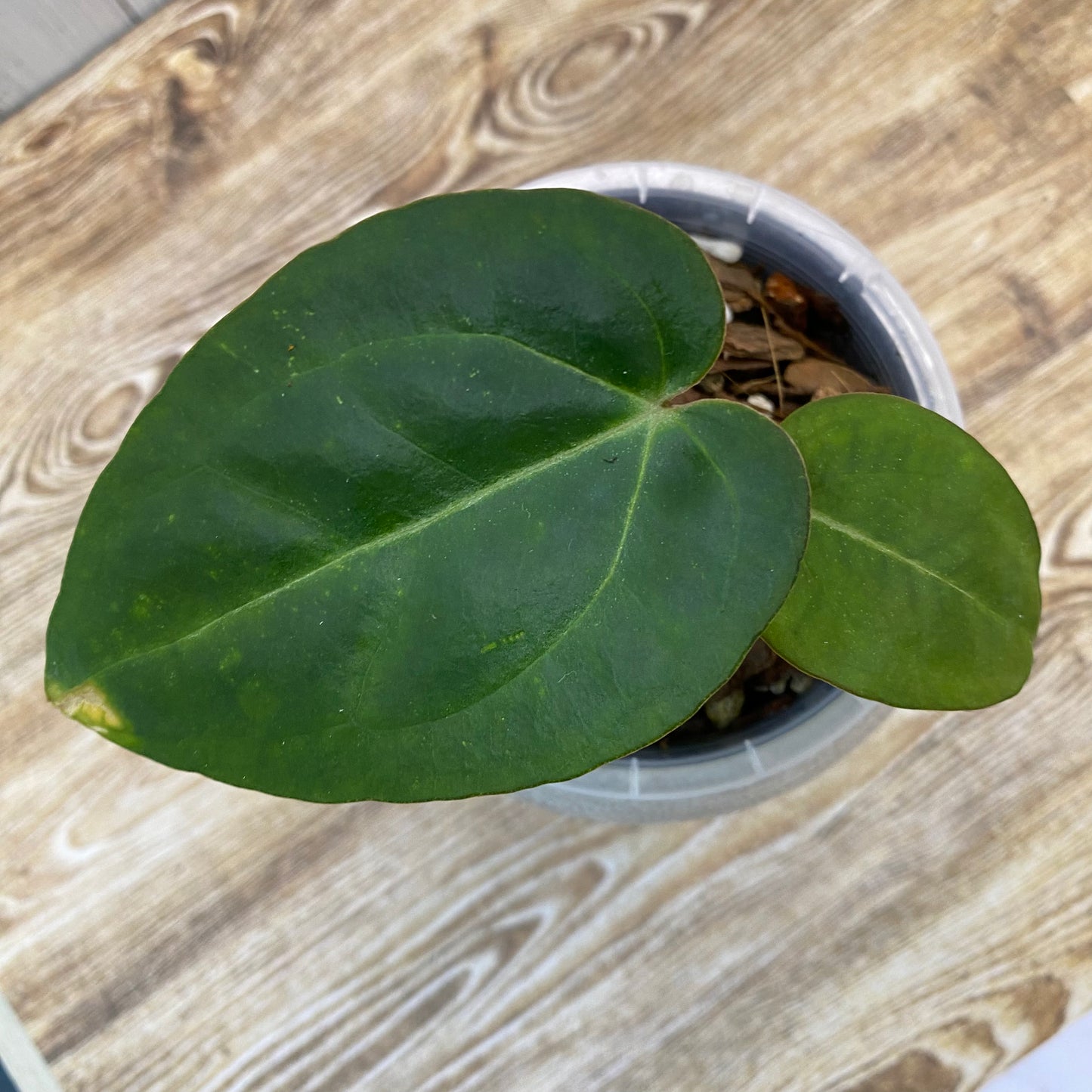 Anthurium Red Crystallinum - C (TC)