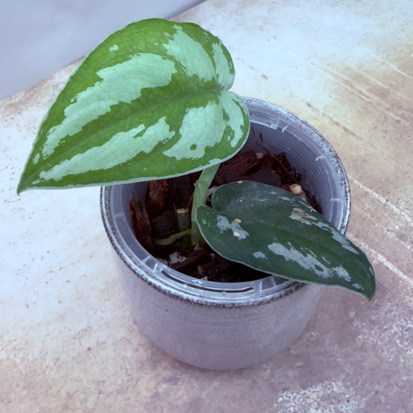 Scindapsus Silver Princess