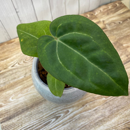 Anthurium Red Crystallinum - D (TC)