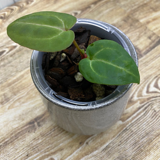 Anthurium Tezula RC × (SKG Silver × RC) - D (TC)