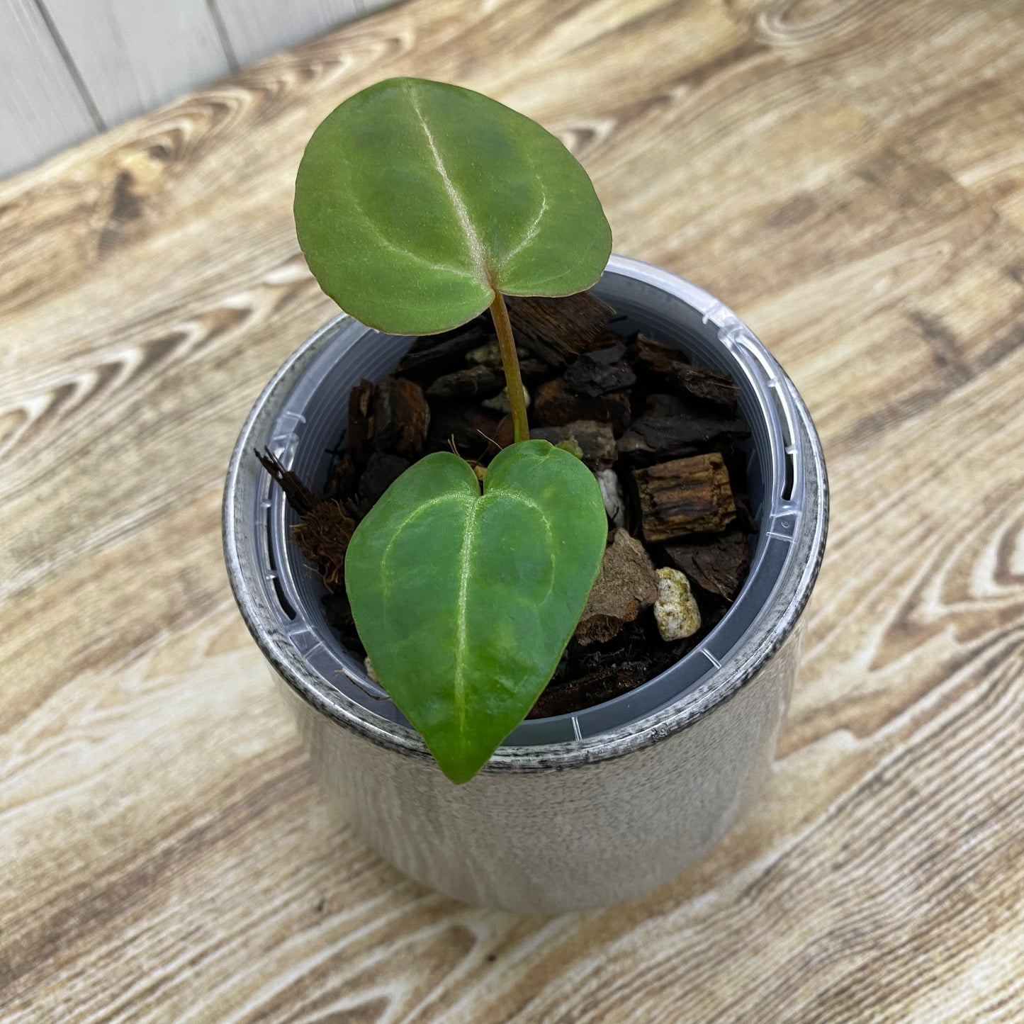 Anthurium Tezula RC × (SKG Silver × RC) - D (TC)