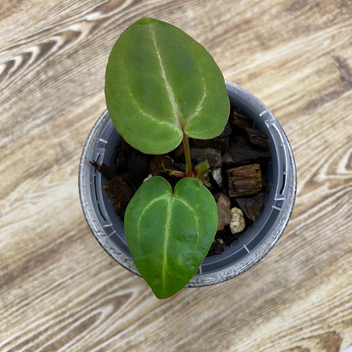 Anthurium Tezula RC × (SKG Silver × RC) - D (TC)