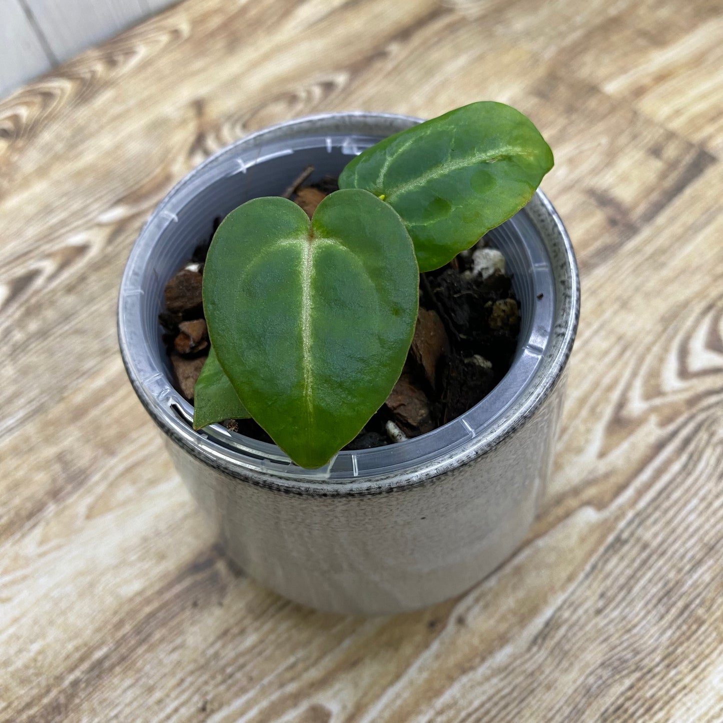 Anthurium Tezula RC × (SKG Silver × RC) - E (TC)