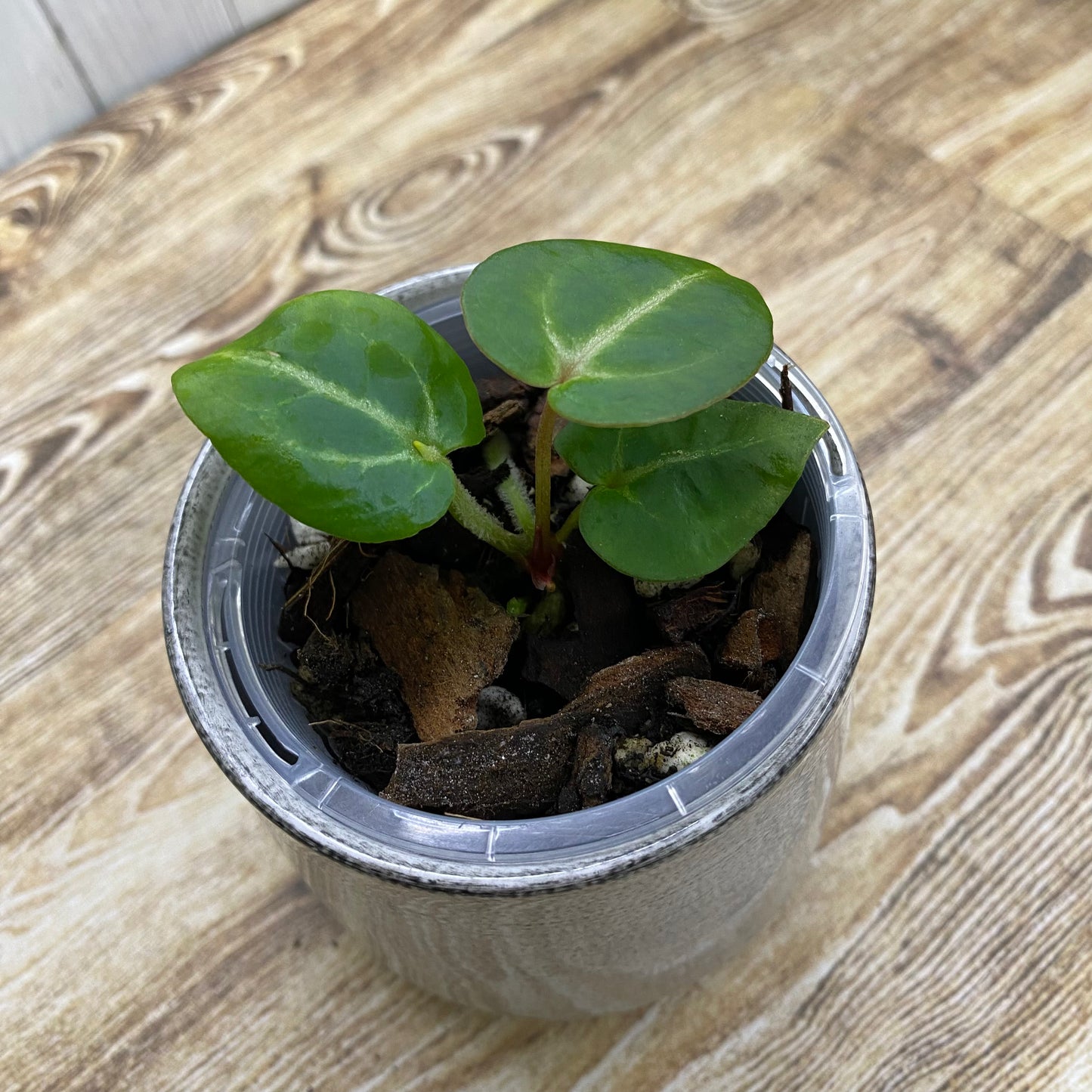 Anthurium Tezula RC × (SKG Silver × RC) - E (TC)